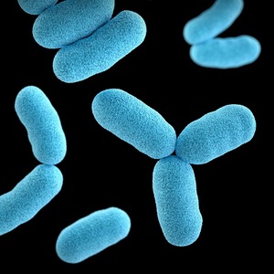 microbes